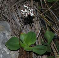 Image of Primula palinuri Pet.