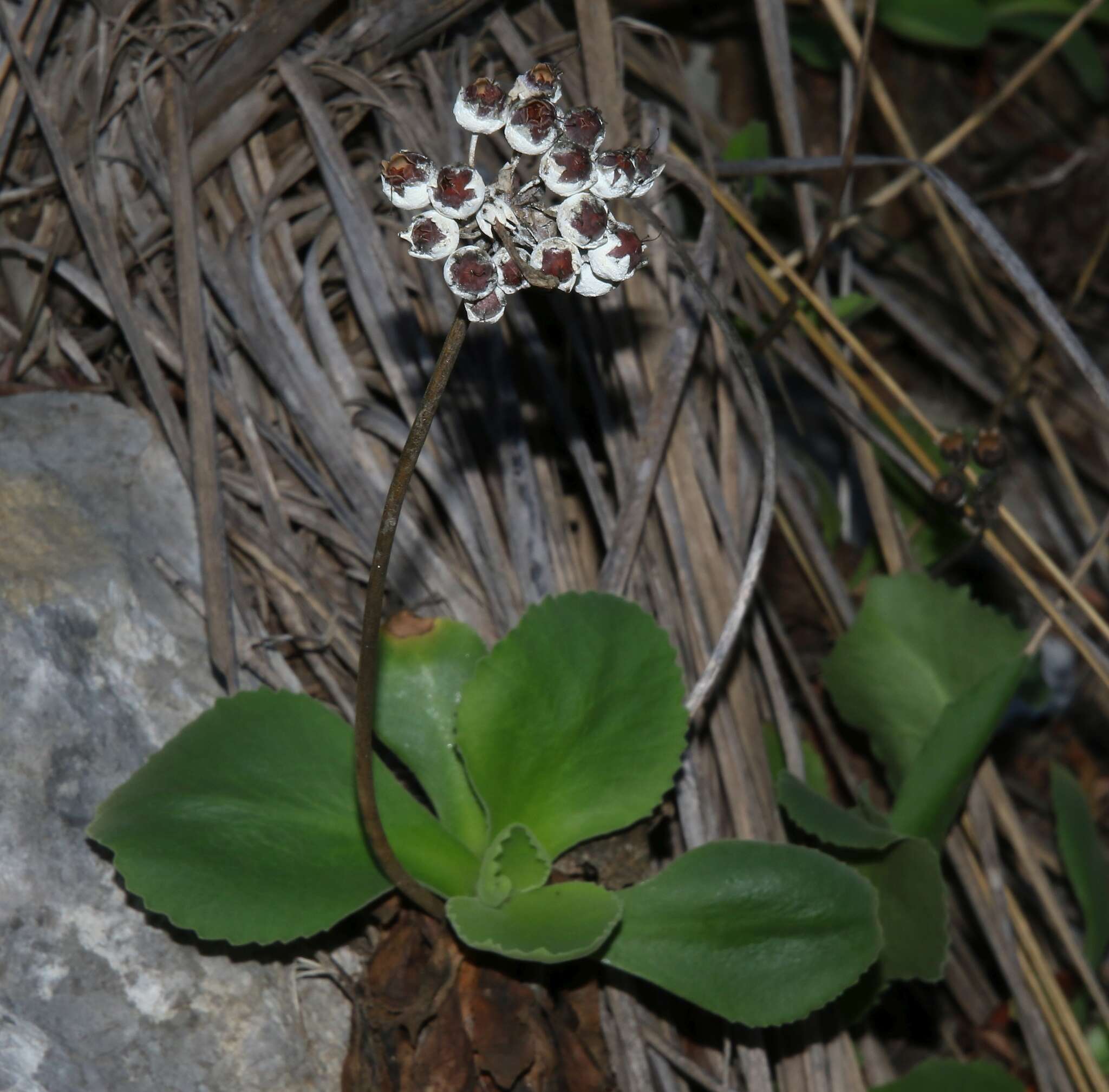 Primula palinuri Pet. resmi