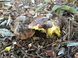 Image of Suillus quiescens T. D. Bruns & Vellinga 2010