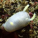 Sivun Acanthodoris hudsoni MacFarland 1905 kuva