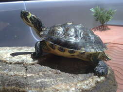 صورة Trachemys scripta scripta (Schoepff 1792)