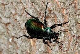 Image of forest caterpillar hunter