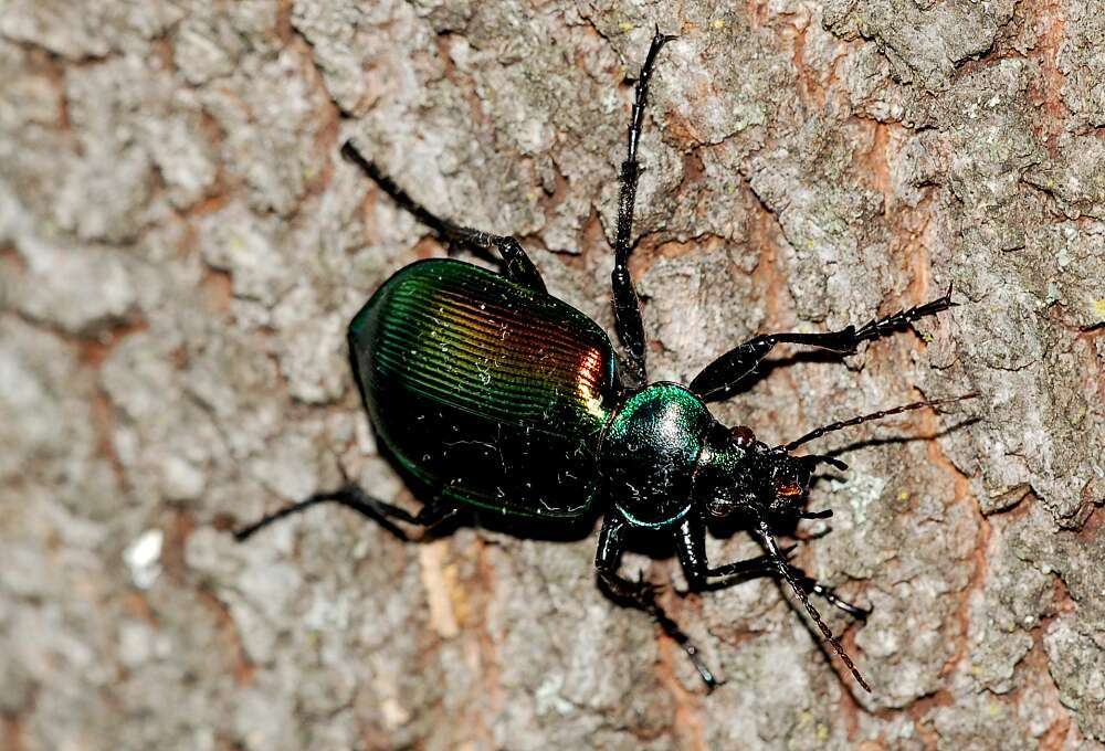 Image of forest caterpillar hunter