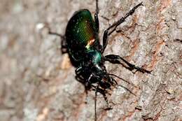 Image of forest caterpillar hunter