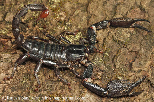 Deccanometrus phipsoni (Pocock 1893) resmi