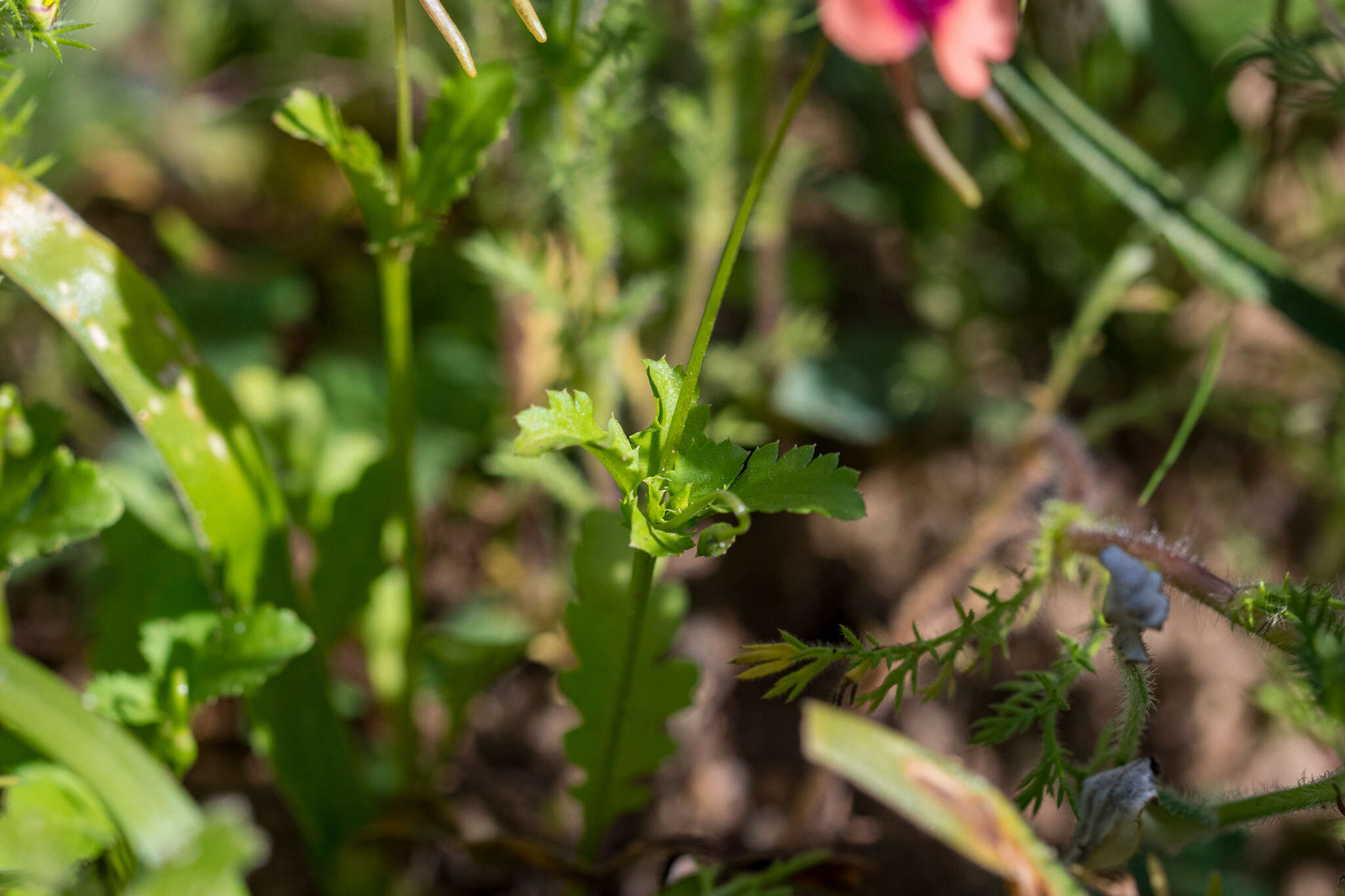 Image of Diascia longicornis (Thunb.) Druce