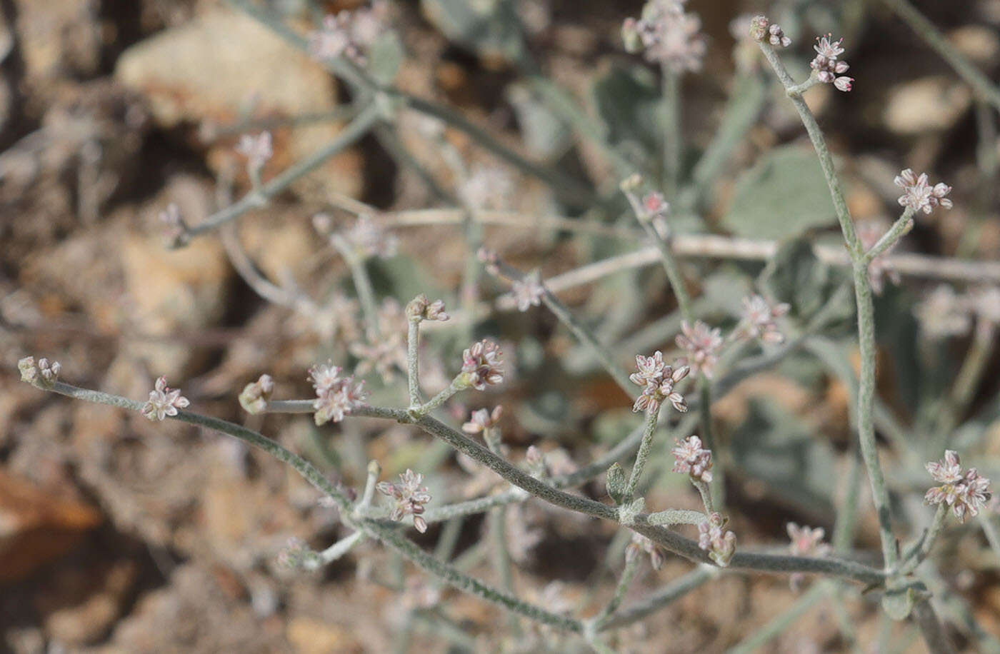 Image of Idria buckwheat