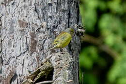 Carduelis corsicana (Koenig & AF 1899)的圖片