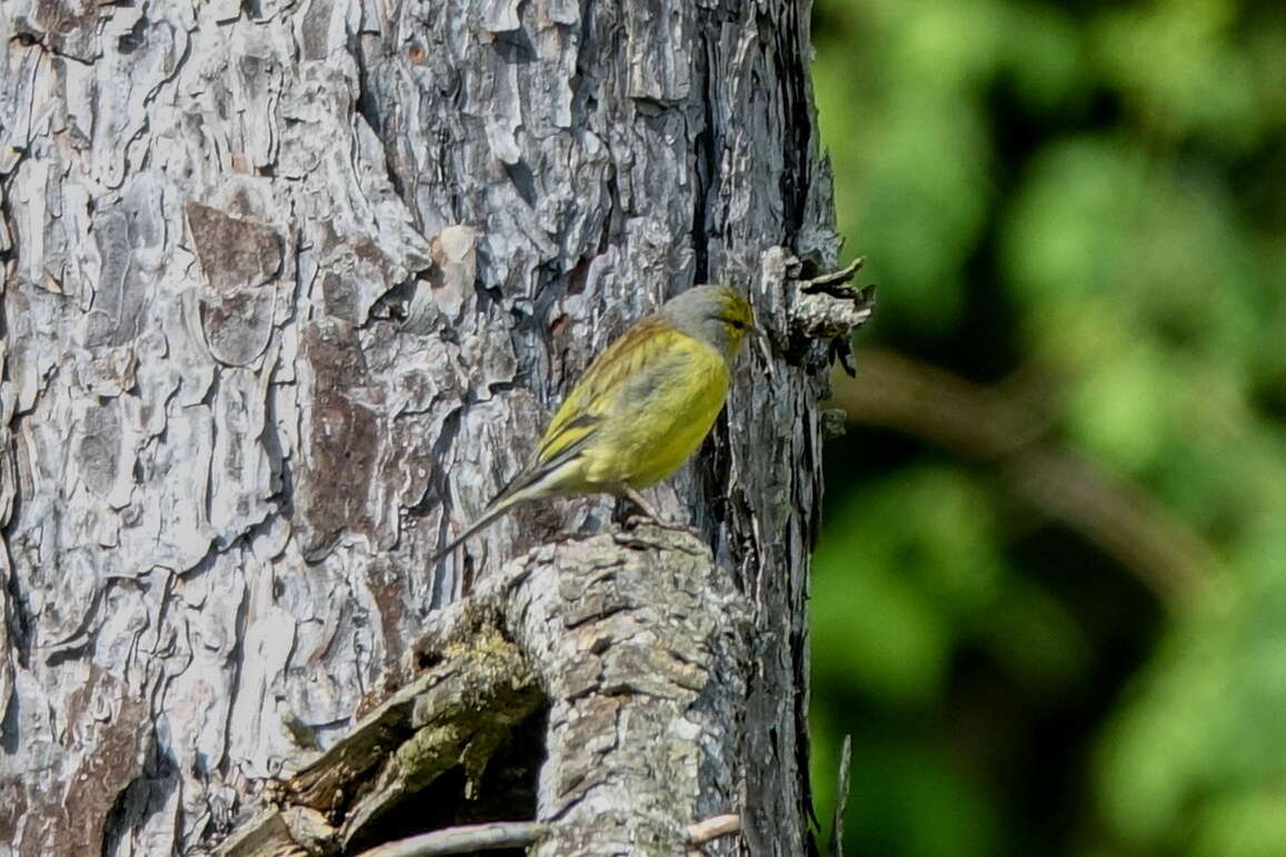 Image of Corsican Citril Finch