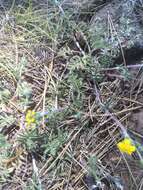 Potentilla crinita A. Gray resmi