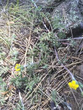 Image de Potentilla crinita A. Gray