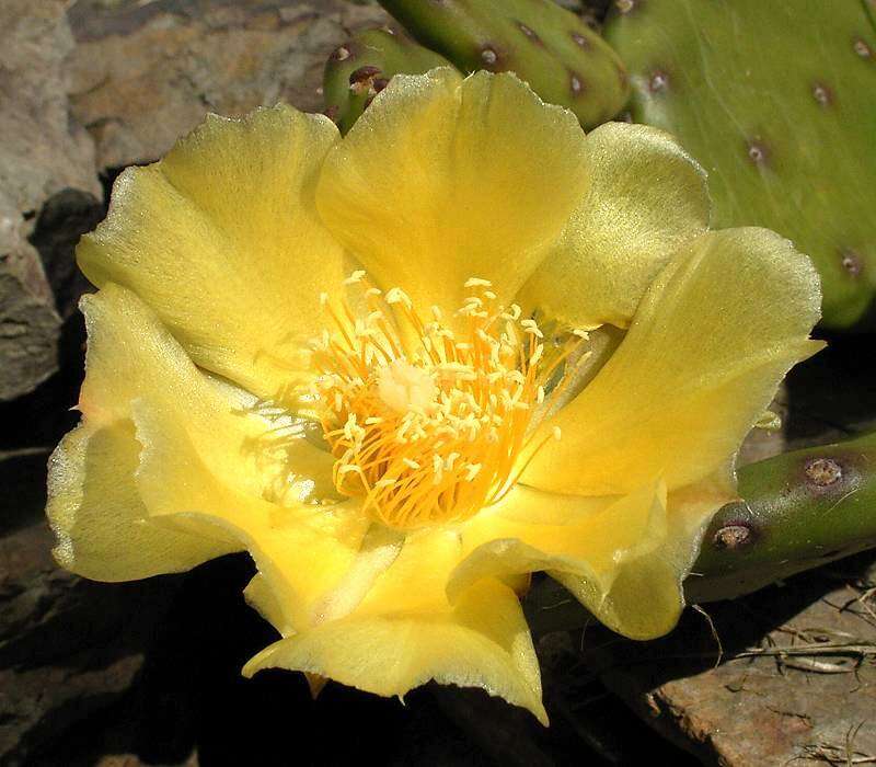 Image of Eastern Prickly Pear