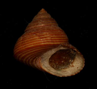 Image de Calliostoma ligatum (Gould 1849)
