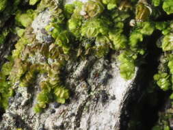 Image of Frullania catalinae A. Evans