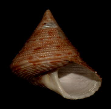 Слика од Calliostoma bullisi Clench & R. D. Turner 1960