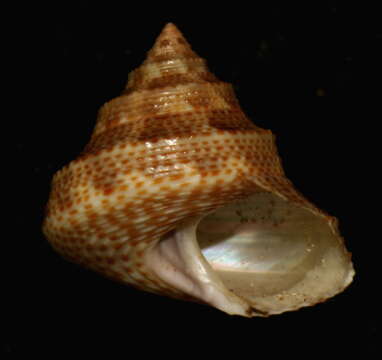 Image of Calliostoma palmeri Dall 1871