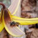 Image of Trout-lily Andrena