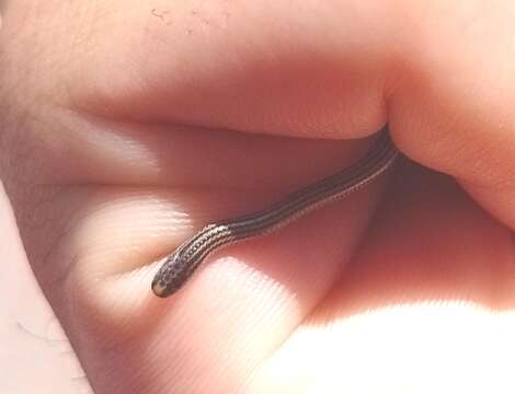 Image of Argentine Blind Snake