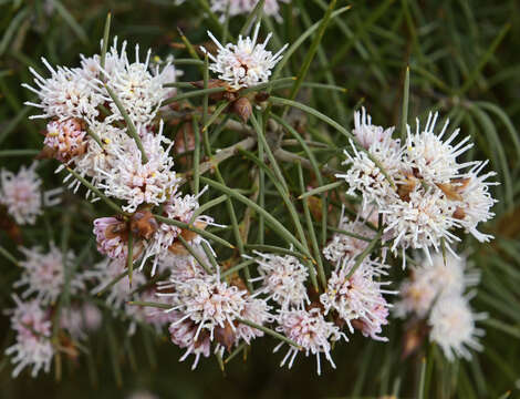 Image of Hakea gilbertii Kipp. ex Meissn.