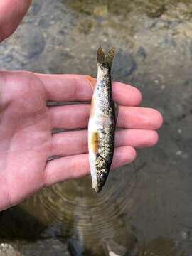 Image of Romanian barbel