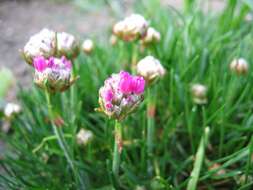 Image of thrift seapink