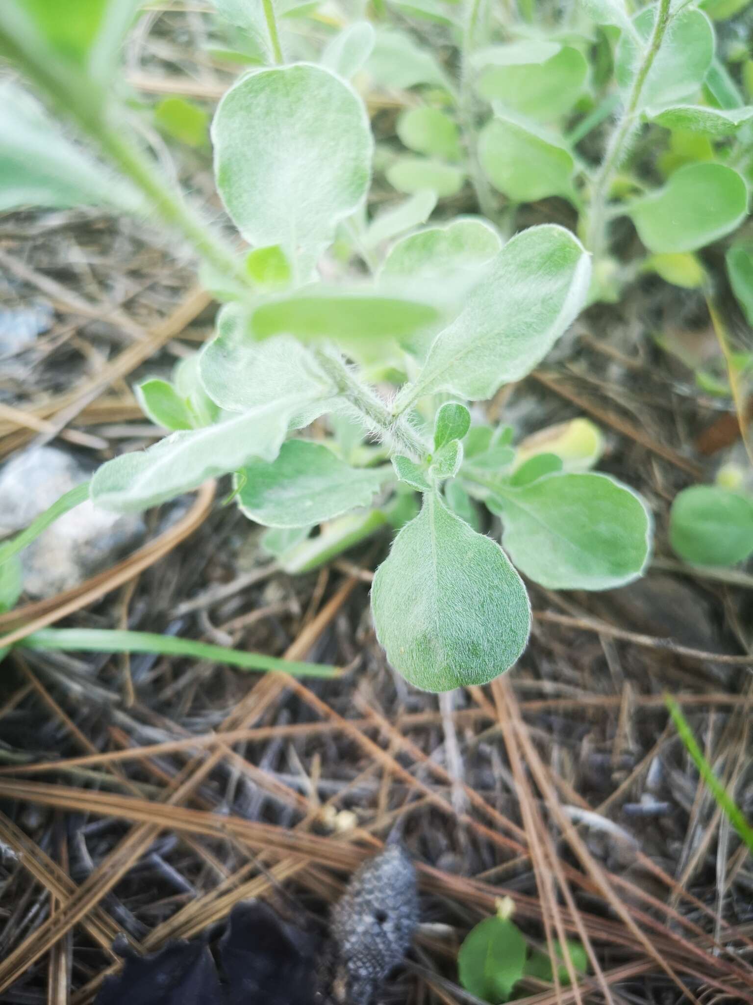 Image of Heterotheca mucronata V. L. Harms ex B. L. Turner