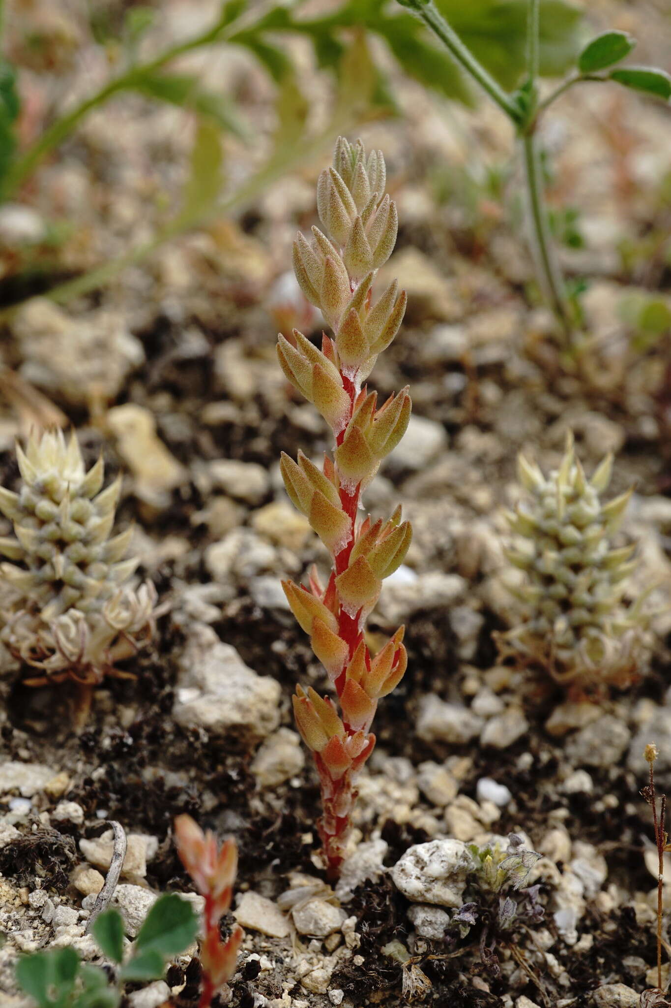 Image de Sedum aetnense Tineo