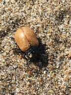 Image of Leaf beetle