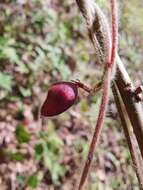 Image of Rhynchosia volubilis Lour.