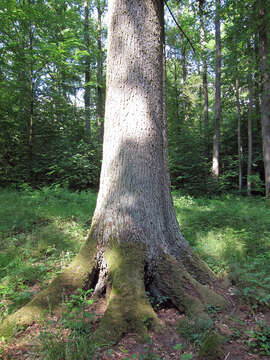 Image of Silver Fir