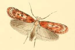 Image of Depressaria pulcherrimella