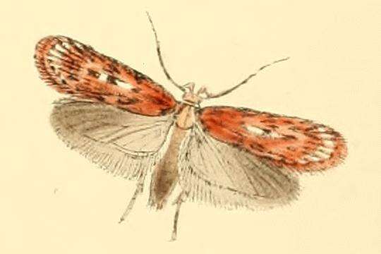 Image of Depressaria pulcherrimella