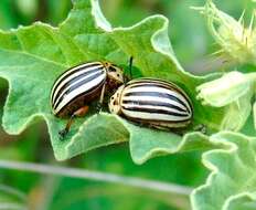 Image of Colorado potato beetle