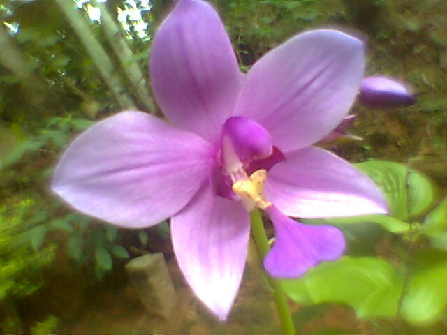 Philippine Ground Orchid Media Encyclopedia Of Life
