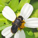 Image de Megachile cincturata Cockerell 1912