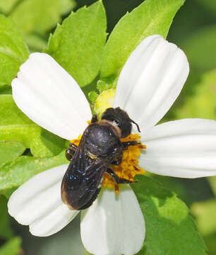 Image de Megachile cincturata Cockerell 1912