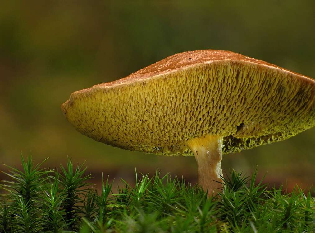 Image of Suillus bovinus (L.) Roussel 1796