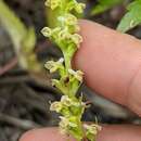 Image of Platanthera chorisiana var. elata Finet