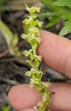 Image of Platanthera chorisiana var. elata Finet