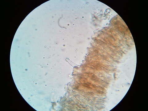 Cylindrobasidium laeve (Pers.) Chamuris 1984 resmi