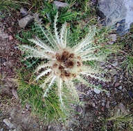 Image of Cirsium culebraense Ackerf.