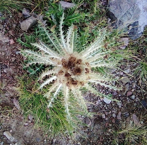 Image de Cirsium culebraense Ackerf.