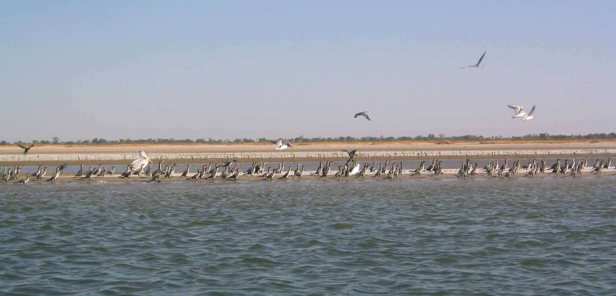 Image of White-breasted Cormorant