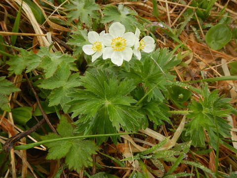 Image of narcissus anemone