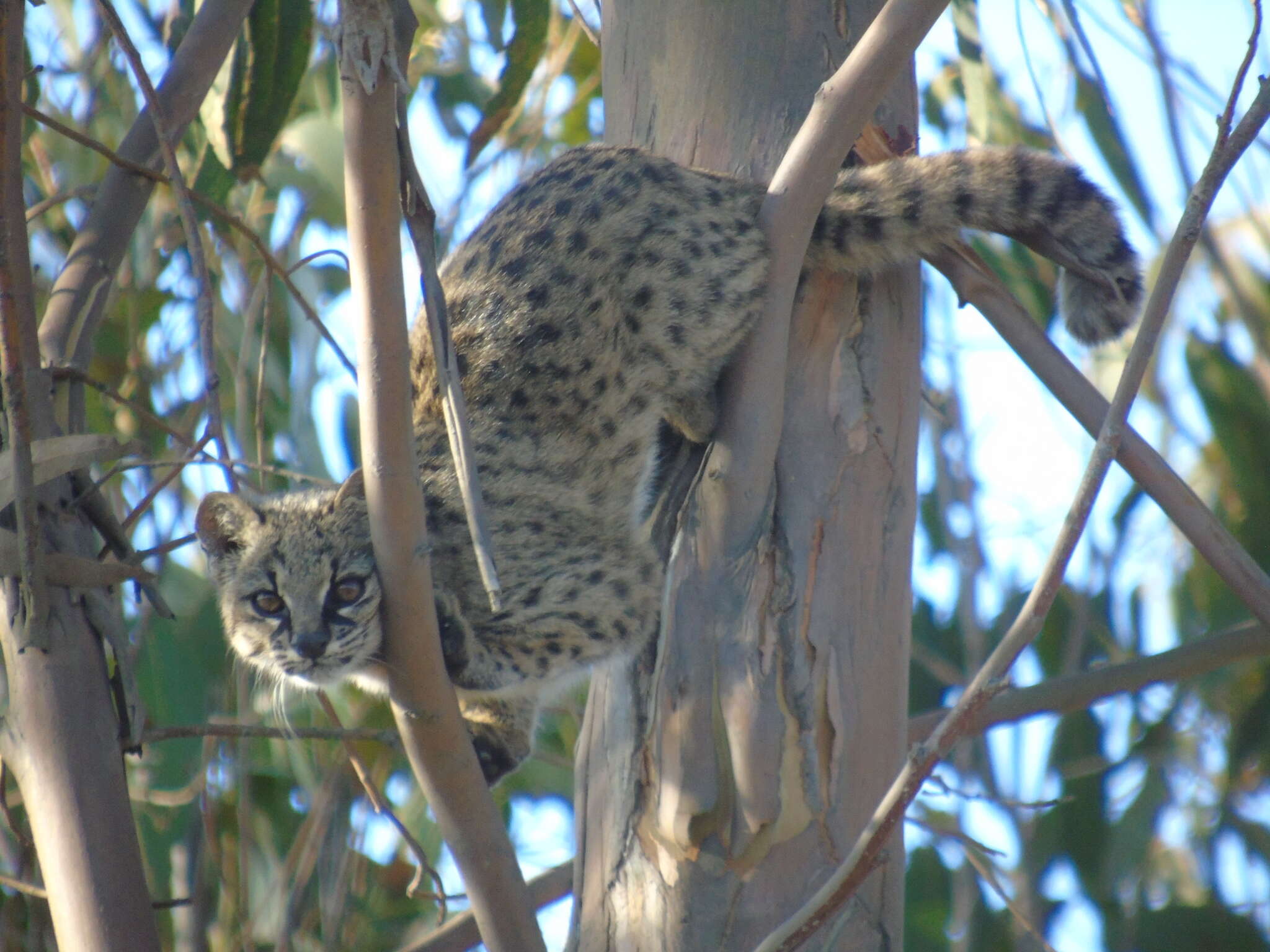 Image of Chilean cat