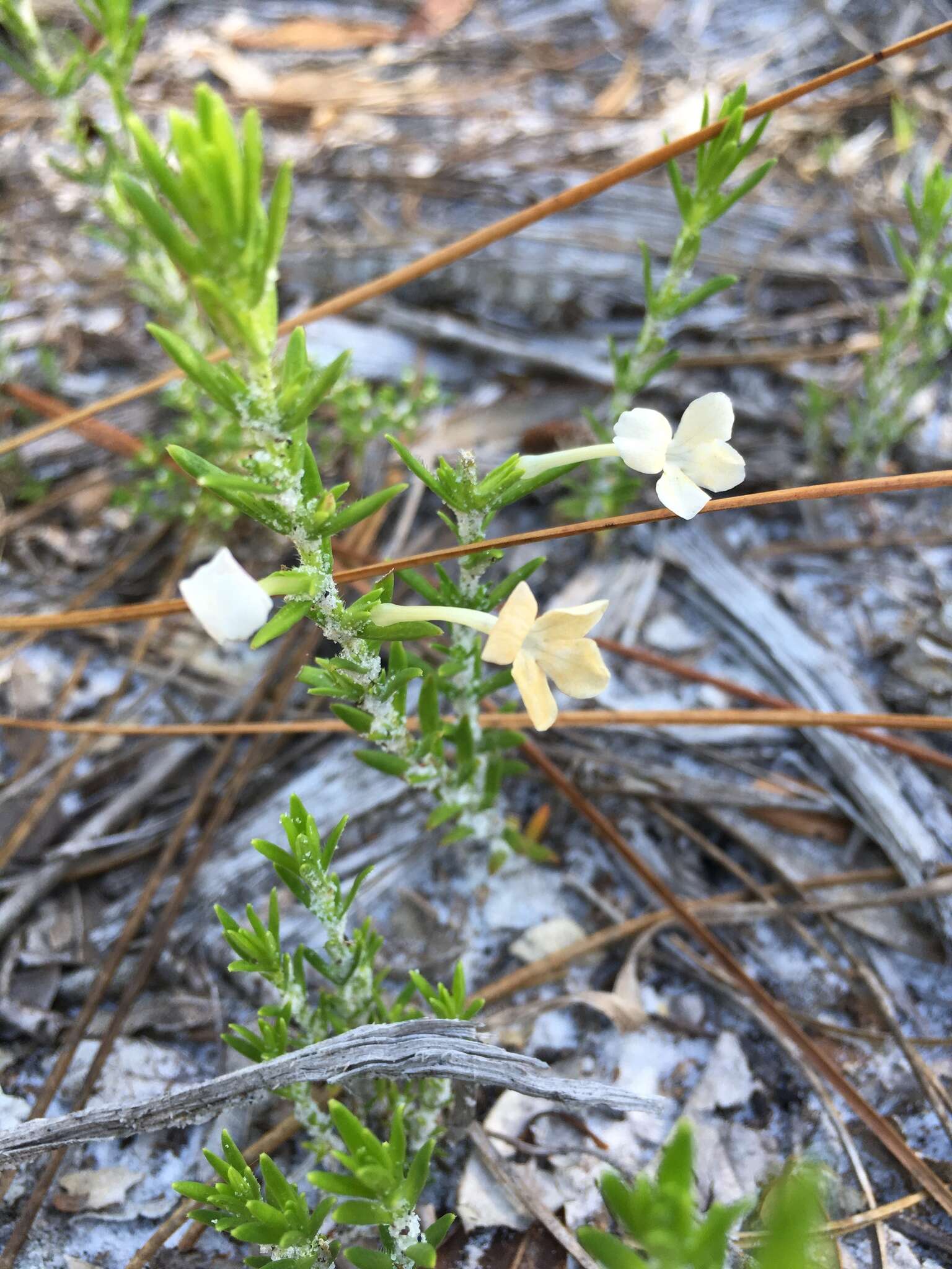 Image of Rough False Hedge-Nettle