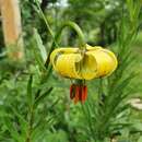 Imagem de Lilium pyrenaicum Gouan