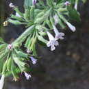 Image of dentate false pennyroyal