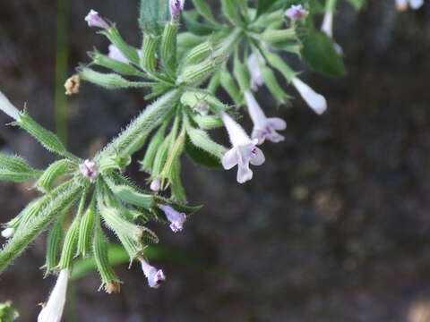 Image of dentate false pennyroyal