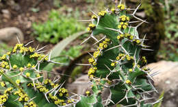 Euphorbia grandicornis subsp. grandicornis resmi